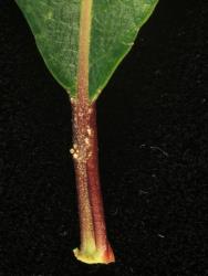 Salix triandra. Leaf base and petiole.
 Image: D. Glenny © Landcare Research 2020 CC BY 4.0